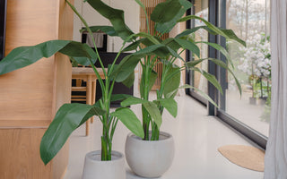 Entdecke unsere beliebteste Kunstpflanze: Strelitzia