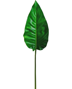 Künstliches Blatt Alocasia 76cm