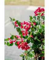 Bougainvillea Kunstpflanze Liana Fuchsia 115 cm