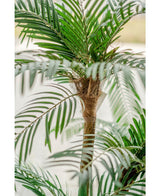 Cycas Palmetto Classic 135 cm