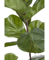 Ficus-Tabak-Pflanze Deluxe 155 cm