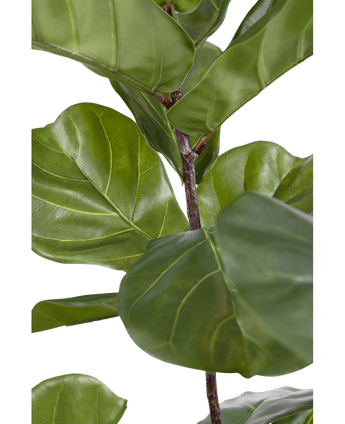 Ficus-Tabak-Pflanze Deluxe 155 cm