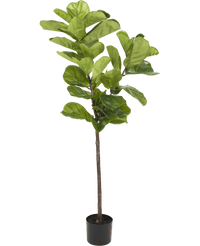 Ficus-Tabak-Pflanze Deluxe 155 cm