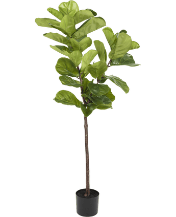 Ficus-Tabak-Pflanze Deluxe 155 cm