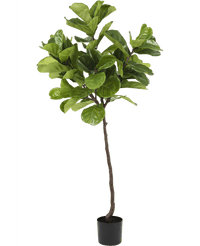 Ficus-Tabak-Pflanze Deluxe 180 cm