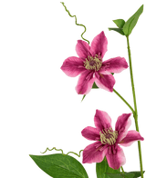 Künstliche Blume Clematis doppelt 78 cm lila