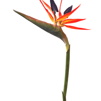 Künstliche Blume Strelitzia 80 cm rot/lila