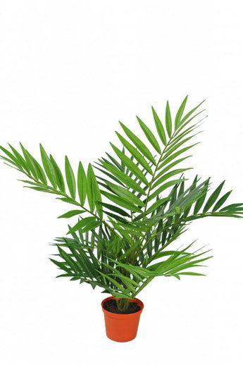 Künstliche Palme Parlour 60 cm