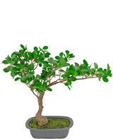 Künstliche Pflanze Bonsai Ficus 40 cm