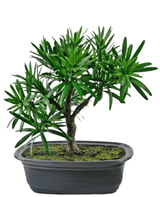 Künstliche Pflanze Bonsai Podocarpus 20 cm