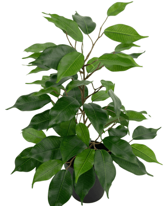 Künstliche Pflanze Ficus im Topf 40cm