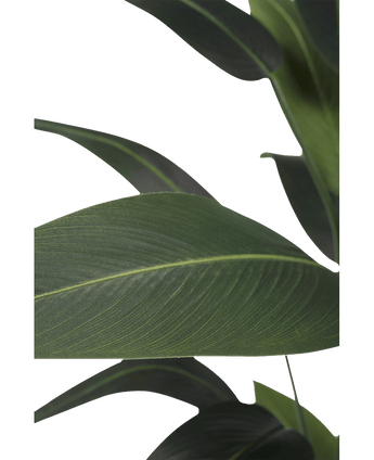 Künstliche Pflanze Heliconia 180 cm