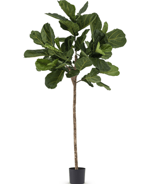 Künstliche Tabakpflanze Ficus Lyrate 225 cm