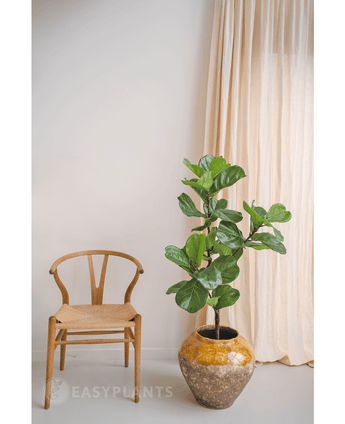 Kunstpflanze Ficus Tobacco Plant Deluxe 125 cm