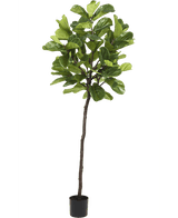 Kunstpflanze Ficus Tobacco Plant Deluxe 215 cm