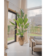 Kunstpflanze Strelitzia Nicolai Deluxe 240 cm real touch